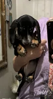 Summer, a female Dachshund and Miniature Dachshund for sale in Navasota, TX – 3 of 6