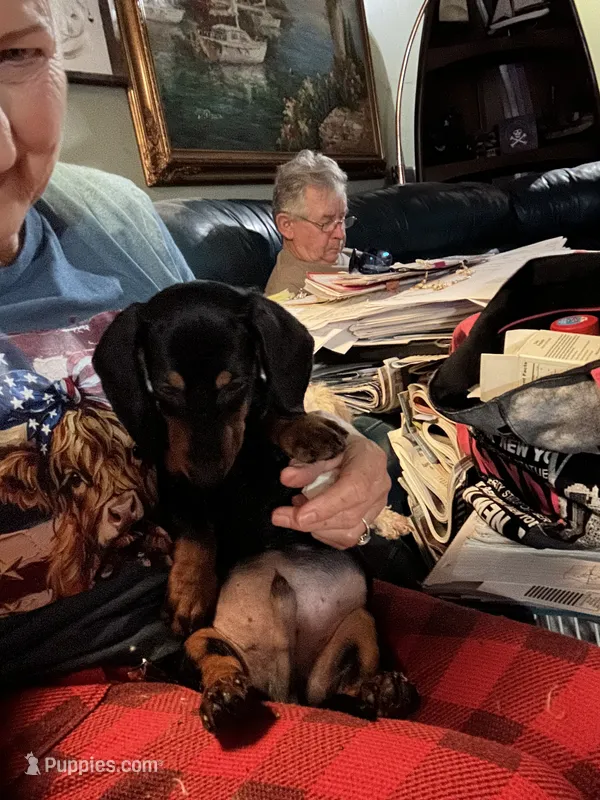 Bruno  – Miniature Dachshund puppy for sale in Navasota, TX