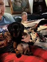 Bruno , a male Miniature Dachshund for sale in Navasota, TX – 1 of 5