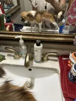 Poppy, a female Chihuahua for sale in Navasota, TX – 1 of 3