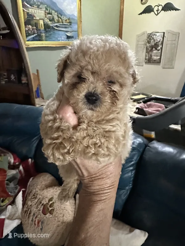 Ben – Poodle - Toy  puppy for sale in Navasota, TX