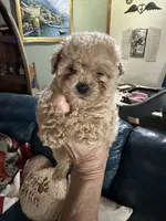 Ben, a male Poodle - Toy  for sale in Navasota, TX – 1 of 4
