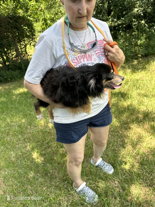 Spicey hot  – Toy Australian Shepherd puppy for sale in Navasota, TX