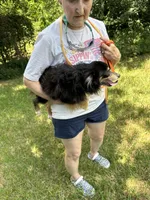 Spicey hot , a male Toy Australian Shepherd for sale in Navasota, TX – 1 of 3