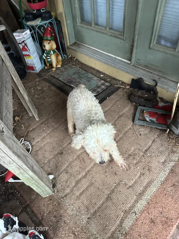 Snow – Poodle - Toy , Poodle - Miniature  puppy for sale in Navasota, TX