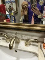 Ben, a male Poodle - Toy  for sale in Navasota, TX – 2 of 4