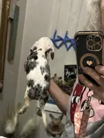 Beauti, a female Dachshund and Miniature Dachshund for sale in Navasota, TX – 2 of 2