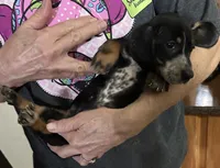 Summer, a female Dachshund and Miniature Dachshund for sale in Navasota, TX – 5 of 6