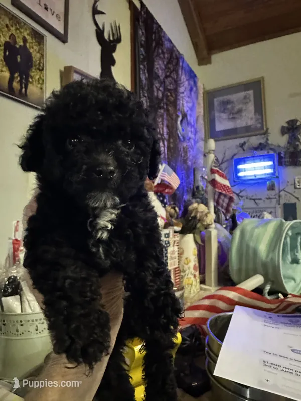 Tiny  – Poodle - Toy  puppy for sale in Navasota, TX