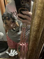 Dash, a male Dachshund for sale in Navasota, TX – 2 of 5