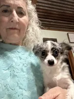 Marli, a female Chihuahua for sale in Navasota, TX – 3 of 7