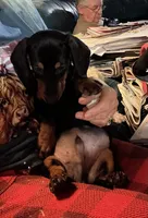 Bruno , a male Miniature Dachshund for sale in Navasota, TX – 2 of 5