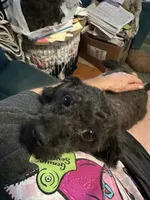 Raven , a male Poodle - Toy  for sale in Navasota, TX – 4 of 4