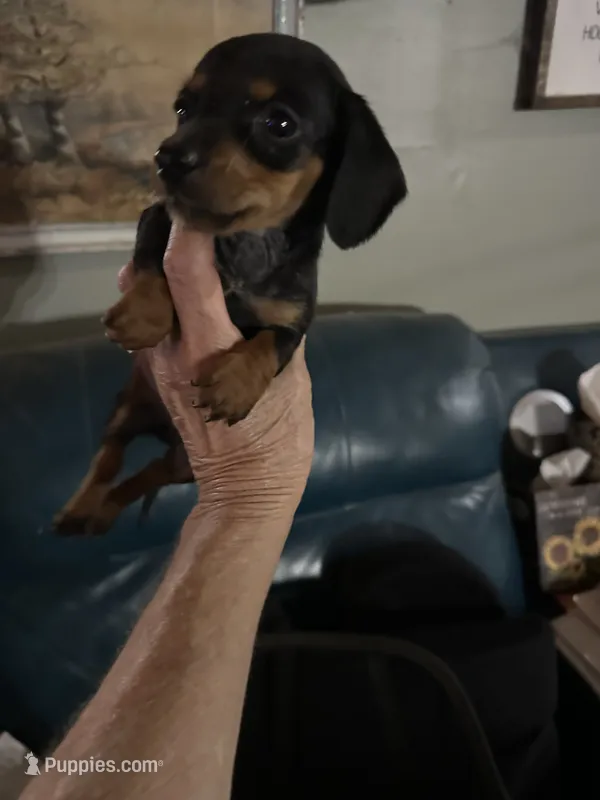 Bruno  – Dachshund, Miniature Dachshund puppy for sale in Navasota, TX