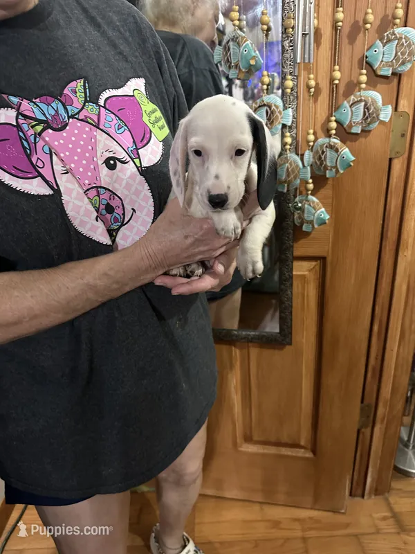 Dap – Dachshund puppy for sale in Navasota, TX