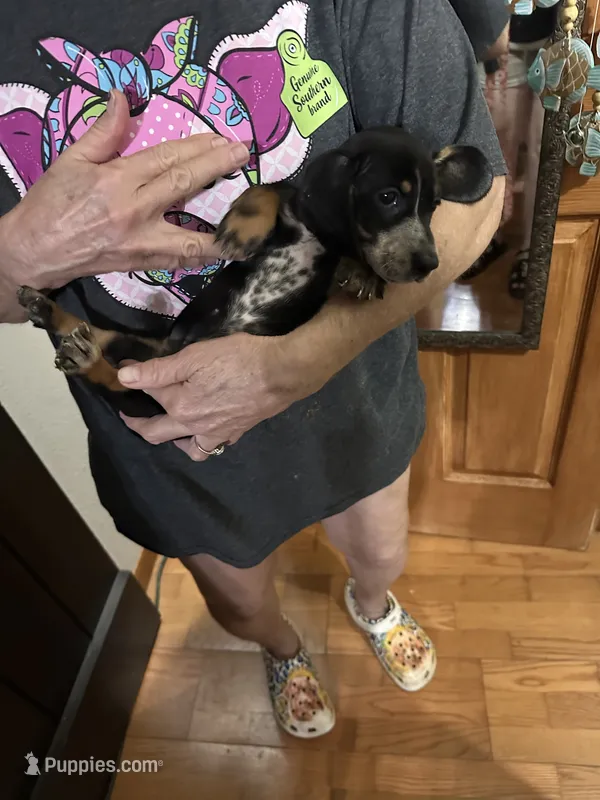 Beauti – Dachshund puppy for sale in Navasota, TX