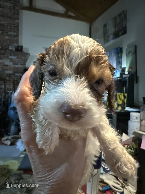 Zane  – Dachshund, Miniature Dachshund puppy for sale in Navasota, TX