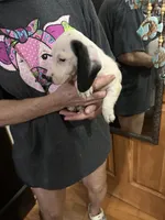 Thore, a male Dachshund and Miniature Dachshund for sale in Navasota, TX – 2 of 3