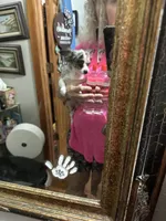 Marli, a female Chihuahua for sale in Navasota, TX – 2 of 7
