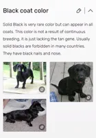 Pearl, a female Dachshund for sale in Navasota, TX – 2 of 3