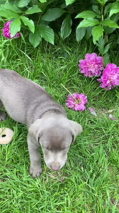 Lucky, a male Labrador Retriever for sale in Concordia Mo, CONCORDIA MO – 6 of 6