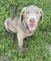 Chip silver lab AKC, a male Labrador Retriever for sale in Concordia Mo, CONCORDIA MO – 7 of 9