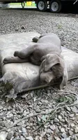 Chip silver lab AKC, a male Labrador Retriever for sale in Concordia Mo, CONCORDIA MO – 4 of 6