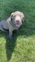Chip silver lab AKC, a male Labrador Retriever for sale in Concordia Mo, CONCORDIA MO – 8 of 9