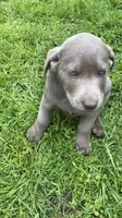Lucky, a male Labrador Retriever for sale in Concordia Mo, CONCORDIA MO – 3 of 6