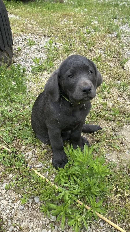 Midnight charcoal Lab AKC – Labrador Retriever puppy for sale in Concordia Mo