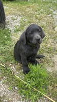 Midnight charcoal Lab AKC, a male Labrador Retriever for sale in Concordia Mo, CONCORDIA MO – 1 of 2