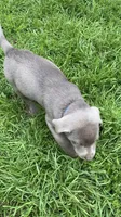 Lucky, a male Labrador Retriever for sale in Concordia Mo, CONCORDIA MO – 5 of 6