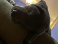 Shadow charcoal lab, a male Labrador Retriever for sale in Concordia Mo, CONCORDIA MO – 3 of 3