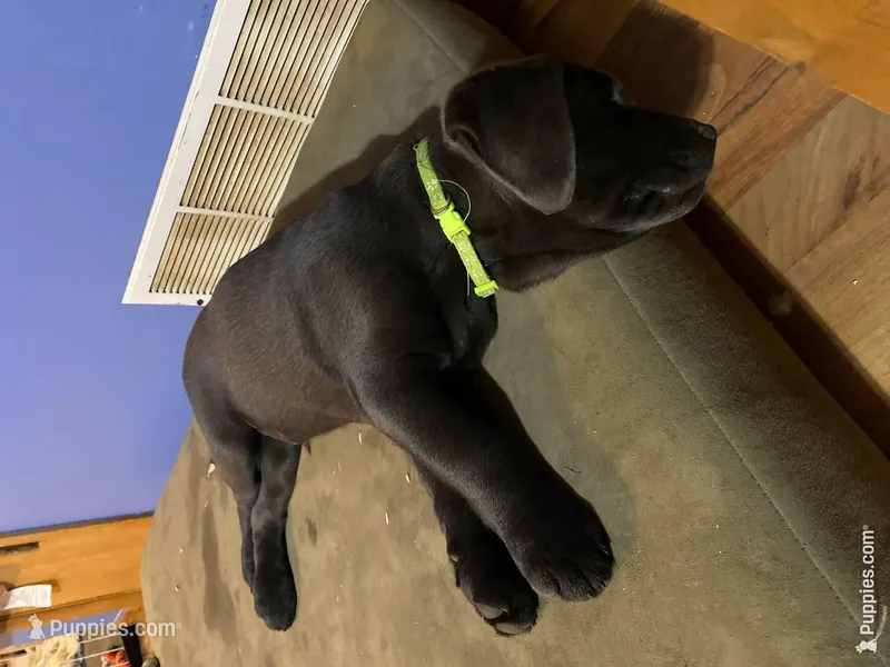 Shadow charcoal lab – Labrador Retriever puppy for sale in Concordia Mo
