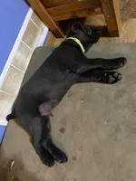 Shadow charcoal lab, a male Labrador Retriever for sale in Concordia Mo, CONCORDIA MO – 2 of 3