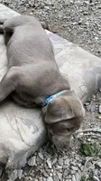 Chip silver lab AKC, a male Labrador Retriever for sale in Concordia Mo, CONCORDIA MO – 3 of 6