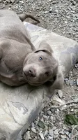 Chip silver lab AKC, a male Labrador Retriever for sale in Concordia Mo, CONCORDIA MO – 1 of 6