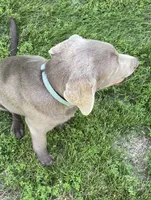 Chip silver lab AKC, a male Labrador Retriever for sale in Concordia Mo, CONCORDIA MO – 3 of 9
