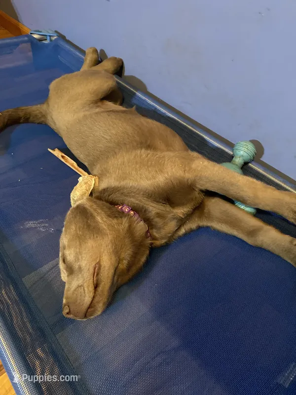 Honey, a female Labrador Retriever for sale in Concordia Mo, CONCORDIA MO – Photo 1 of 1