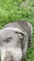 Lucky, a male Labrador Retriever for sale in Concordia Mo, CONCORDIA MO – 2 of 6