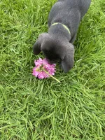 Midnight charcoal Lab AKC, a male Labrador Retriever for sale in Concordia Mo, CONCORDIA MO – 2 of 2