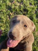 Rosie, a female Labrador Retriever for sale in Concordia Mo, CONCORDIA MO – Photo 4 of 7