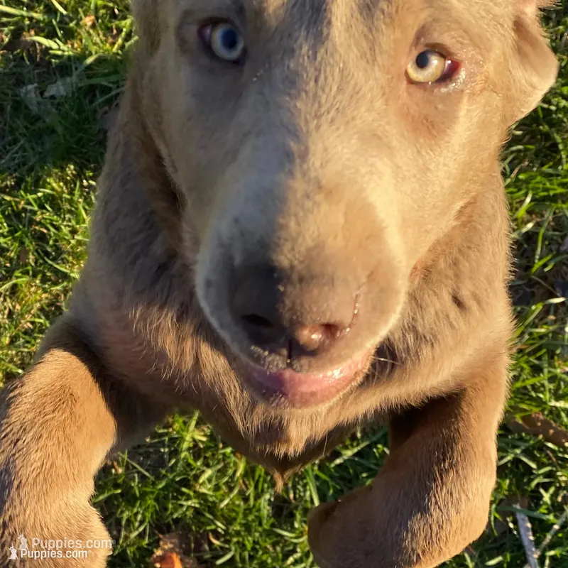 Rosie – Labrador Retriever puppy for sale in Concordia Mo