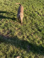 Rosie, a female Labrador Retriever for sale in Concordia Mo, CONCORDIA MO – Photo 3 of 7