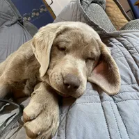 Rosie, a female Labrador Retriever for sale in Concordia Mo, CONCORDIA MO – Photo 7 of 7