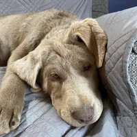 Rosie, a female Labrador Retriever for sale in Concordia Mo, CONCORDIA MO – Photo 6 of 7