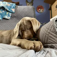 Rosie, a female Labrador Retriever for sale in Concordia Mo, CONCORDIA MO – Photo 5 of 7