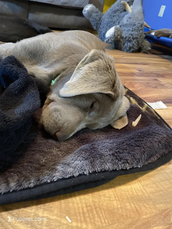 Rosie, a female Labrador Retriever for sale in Concordia Mo, CONCORDIA MO – Photo 1 of 1