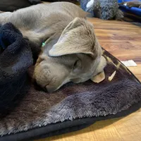 Rosie, a female Labrador Retriever for sale in Concordia Mo, CONCORDIA MO – Photo 2 of 7