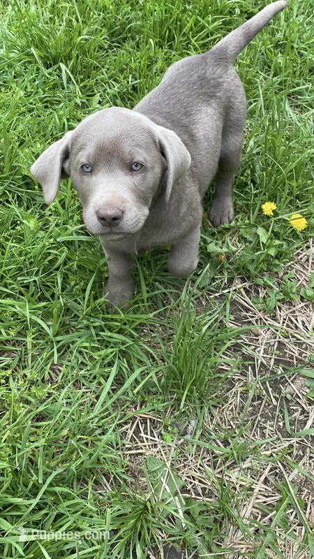 Lucky – Labrador Retriever puppy for sale in Concordia Mo